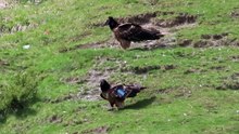 Quebrantahuesos Gypaetus barbatu Escuain Mayo 019 7ªParte