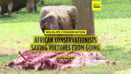 African conservationists saving vultures from going extinct
