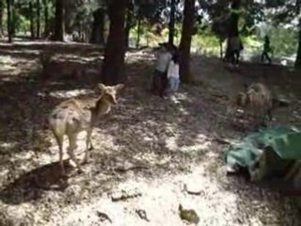 Nara_biche2