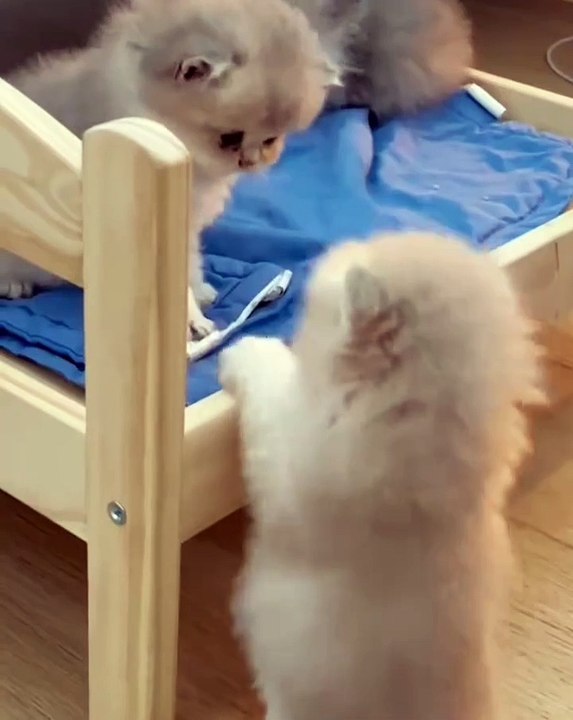 🐾 Welcome to the ultimate haven for cat lovers! 😻 In this adorable compil