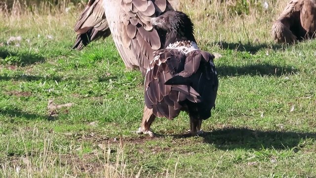 Quebrantahuesos Gypaetus barbatu Hides Lamiana Noviembre 019 5ªParte
