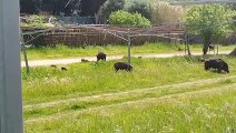 Orbetello, maxi branco di cinghiali in Feniglia