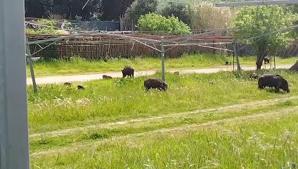 Orbetello, maxi branco di cinghiali in Feniglia