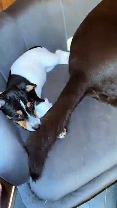 Borrowing the tail to sleep is also good😌