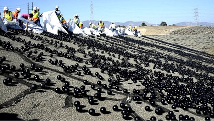 Im Dienste der Wissenschaft: Massenhaft schwarze Bälle werden in ein Wasserreservoir geschüttet