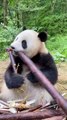 1-Panda's Bamboo Feast: Watch Him Eat Like a Pro! 🐼🎋