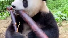 1-Panda's Bamboo Feast: Watch Him Eat Like a Pro! 🐼🎋