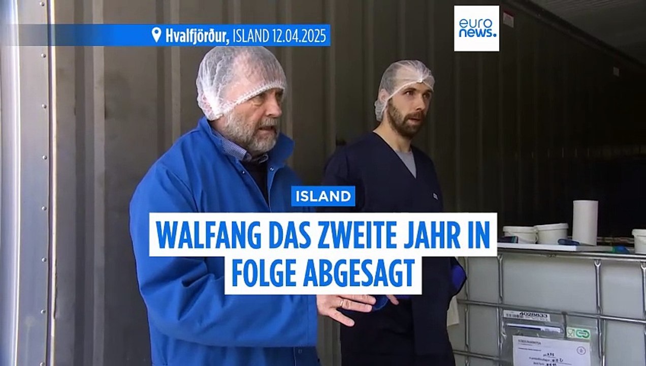 Walfangsaison in Island zum zweiten Mal in Folge abgesagt