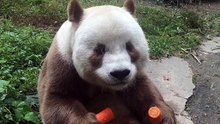 2- RARE COLORED PANDA! 😱 The Most Unique & Adorable Creature You’ve Ever Seen!