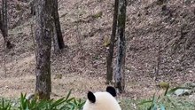 3- Panda’s Lonely Walk in the Rain – ASMR 4K Nature Footage 🌧️🐼