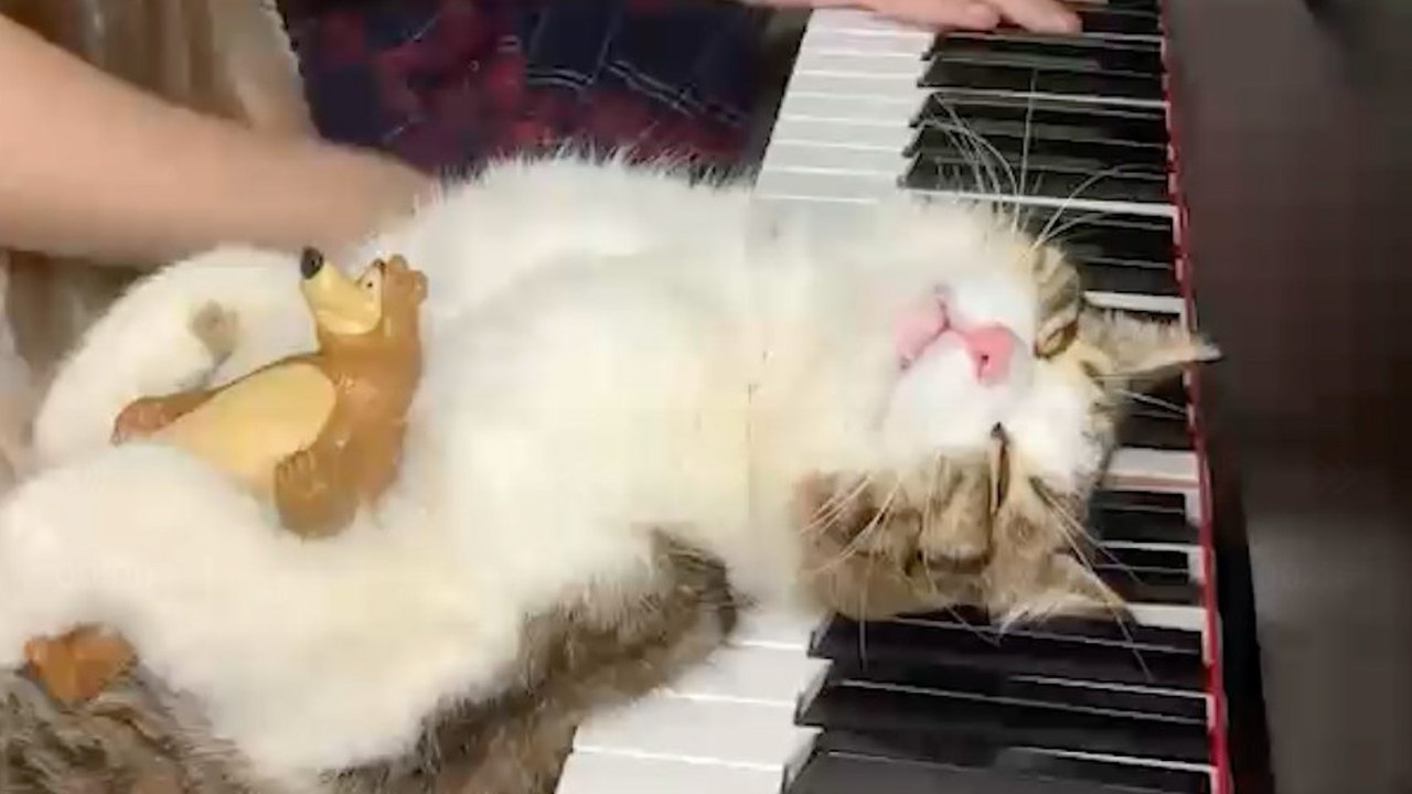Cat loves napping on piano - while owner plays tunes
