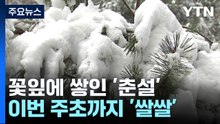 산수유 꽃잎에 쌓인 '춘설'...이번 주초까지 '쌀쌀' / YTN