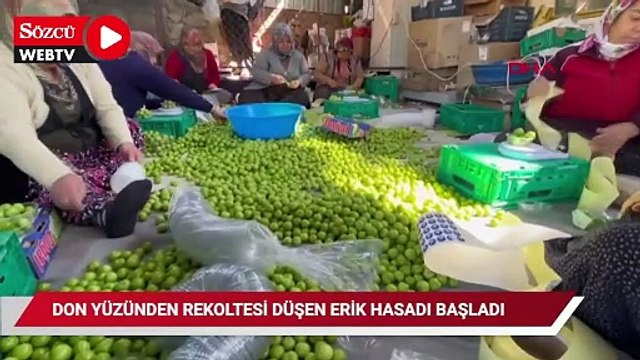 Don yüzünden rekoltesi düşen erik hasadı başladı; kilosu 450 liradan satılıyor