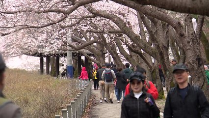 4월 중순에 눈꽃과 벚꽃이 동시에...봄기운 맘껏 즐겨 / YTN