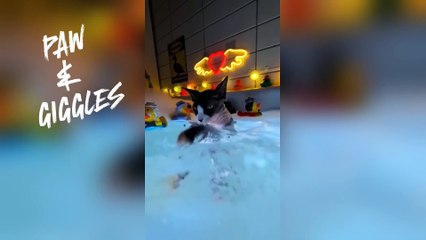 Splish Splash Meow Bash!