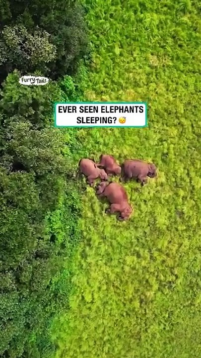 Elephants loving their sleep