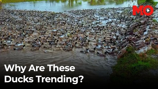 Viral Duck formation in Kerala’s paddy fields leaves viewers amazed
