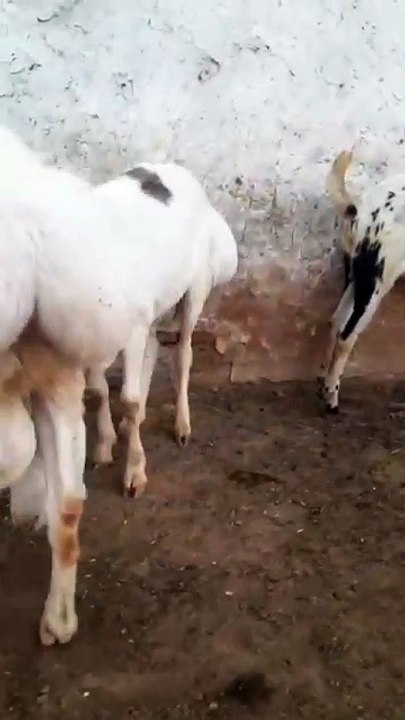 Qurbani 2025 Animals Now in Rawalpindi – Stay Tuned for Full Coverage