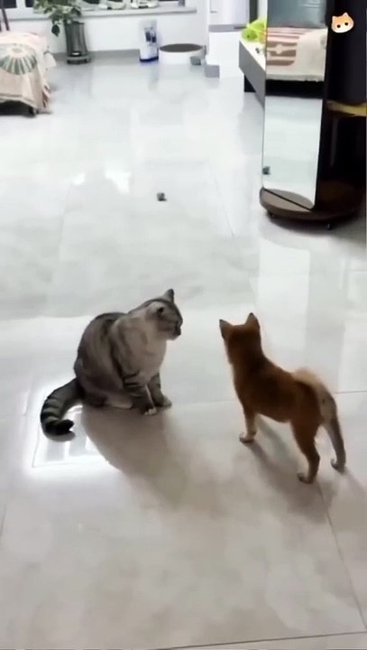 Kitten Fails So Hard It Goes Viral: 25 Seconds of #CatTok's New Star