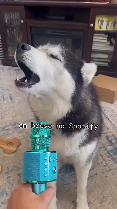 😂😂😂😂 . . . . . #husky #dog #dogsofinstagram #siberianhusky #dogs #huskypuppy #cute #huskiesofinstagram #huskies #Love #snowshark #huskylife #runniginthe