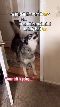 Morning With Huskies 😅🤣 #dogsofinstagram #dogs #huskies #lol #talkingdog #comedy #dogstagram