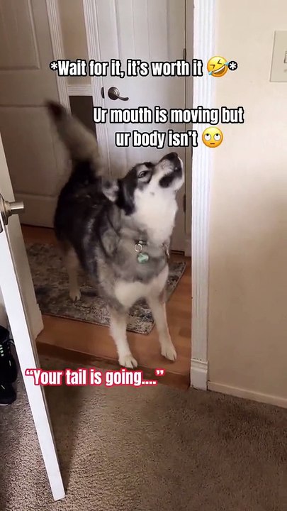 Morning With Huskies 😅🤣 #dogsofinstagram #dogs #huskies #lol #talkingdog #comedy #dogstagram