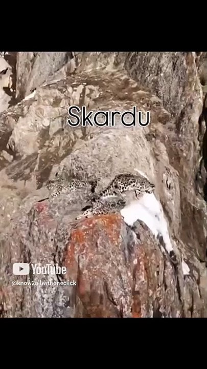 #skardu #snow #leopard #snowleopards #gilgitbaltistan #gilgit