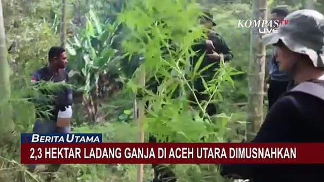 BNN Musnahkan Ladang Ganja 2,3 Hektare di Aceh Utara