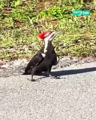 Lach dich schlapp mit Lustige Pfoten Ч. 83