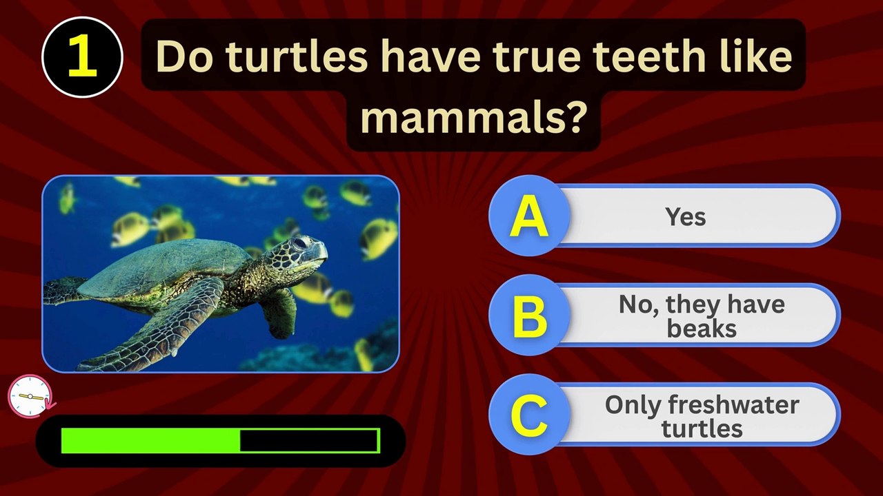 Turtle Quiz Challenge 🐢  8 Amazing Turtle Facts You Didn't Know!