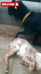 A Beautiful Moment – Crossbred Goat and Kid Wake Up for Their Fans