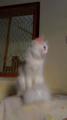 Funny cats and playful cats