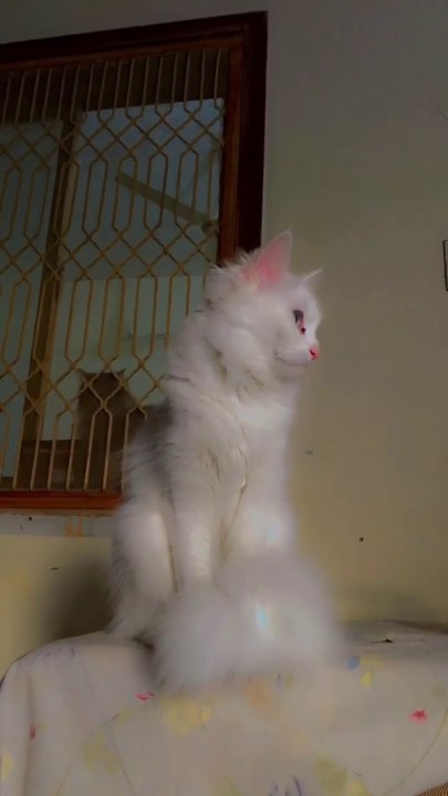 Funny cats and playful cats