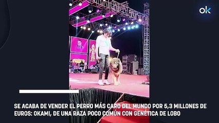 Acaba de venderse el perro más caro del mundo: ha costado 5.3 millones de euros y es de una raza poco común
