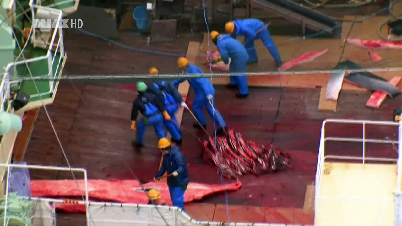 Whale Wars_S03E06_Desaster Auf Offener See