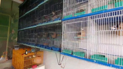 Orange finches setup full video