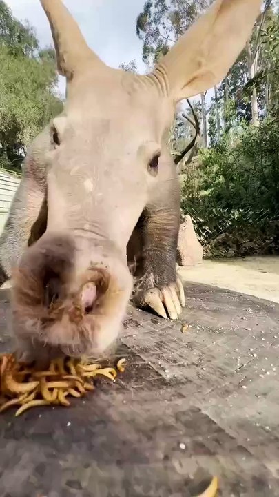 Saleemoffical presentation- Awkward Aardvark.#animal