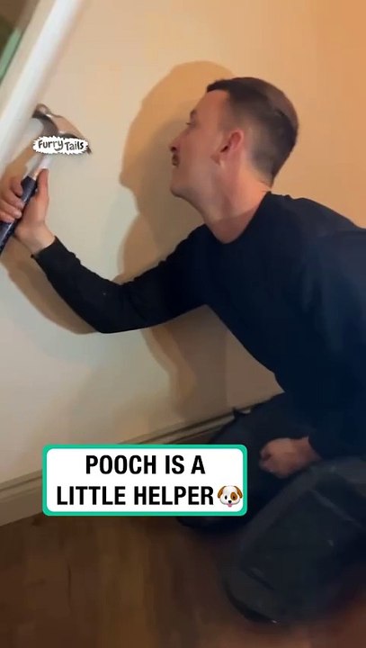 Pooch is a little helper