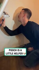 Pooch is a little helper