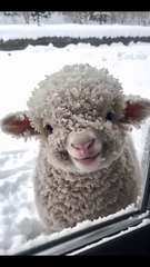 This Smiling Baby Alpaca Will Melt Your Heart Even on the Coldest Winter Day