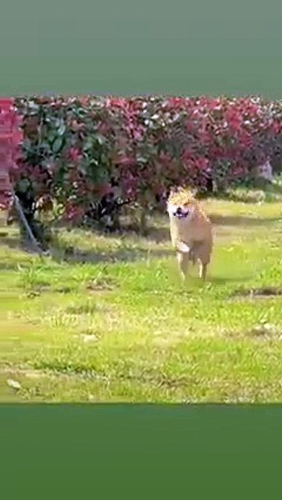 The World of Playful Pups - Episode 63