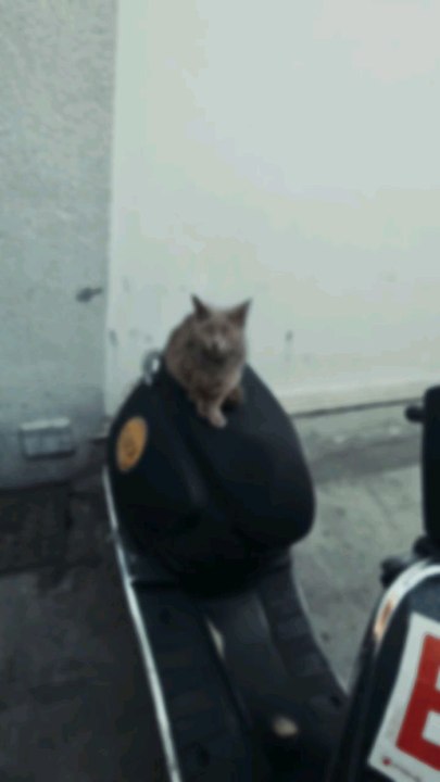 cat and motorcycle 🏍 ♥️