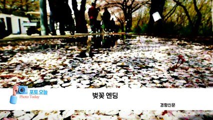 [포토오늘] 강풍이 재촉한 벚꽃 엔딩 / YTN