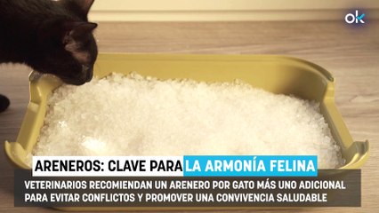 Comunicado de los veterinarios a las personas que tienen dos gatos: muy importante