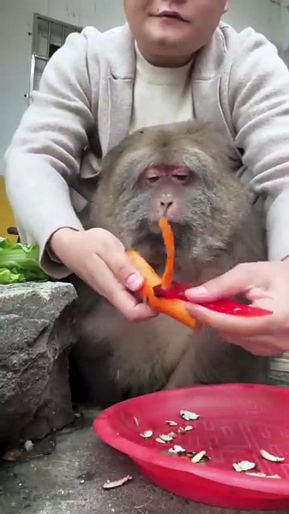 Have a carrot.