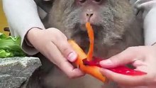Have a carrot.