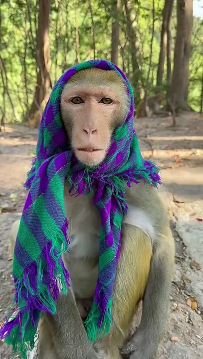 Old sister-in law must take off her headscarf w...