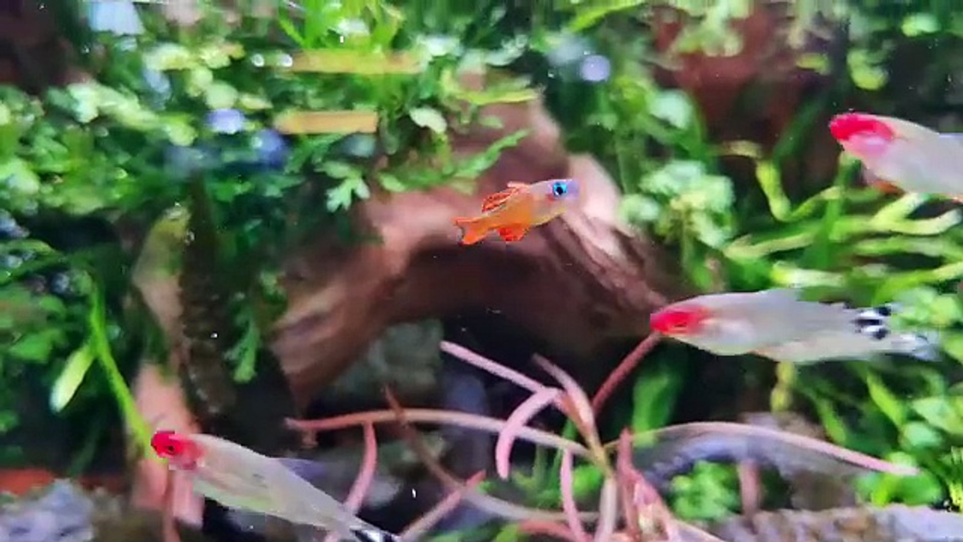 Aquarium Fish