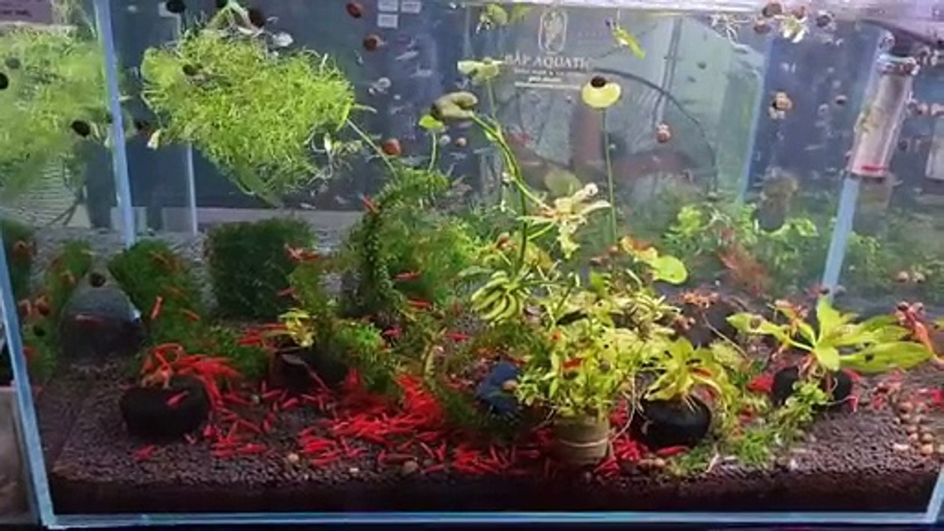 Aquarium Fish