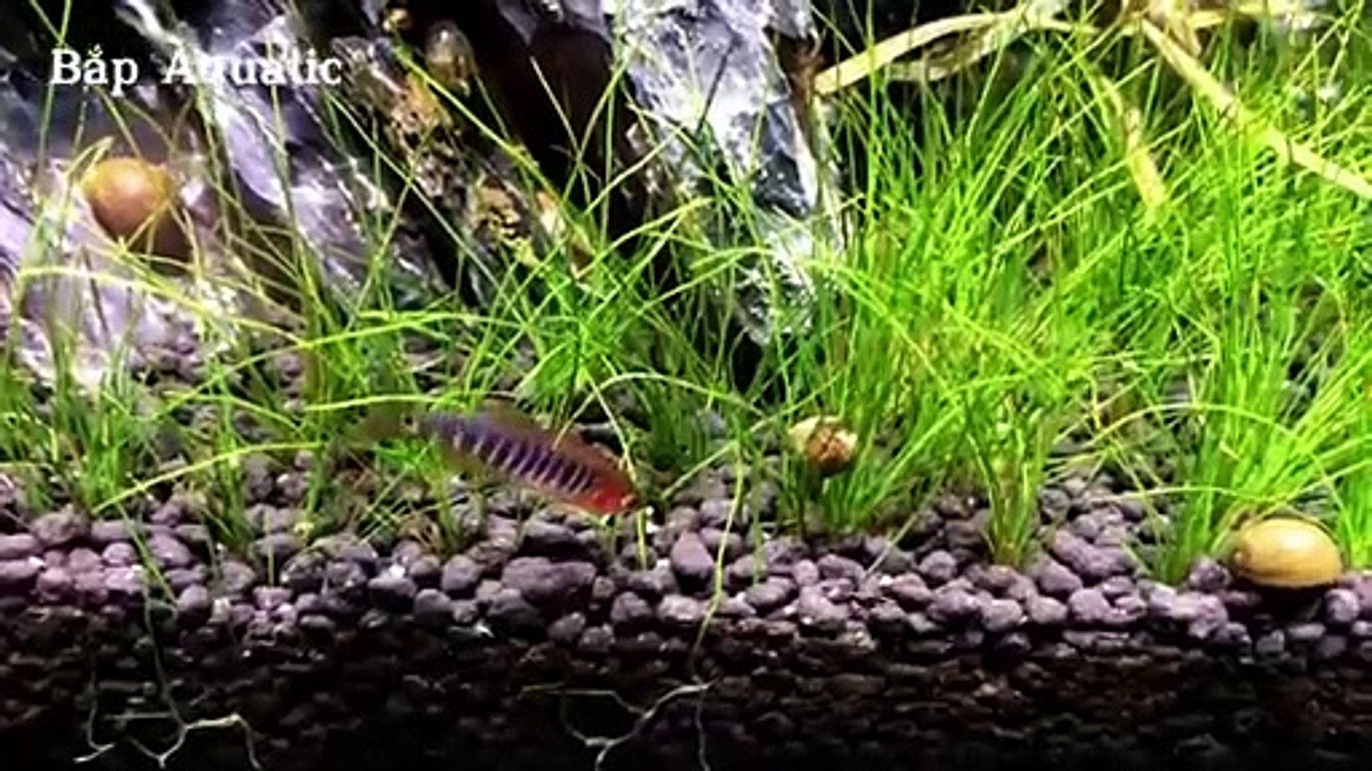 Aquarium fish